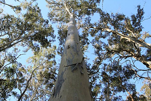 Eucalyptus deanei