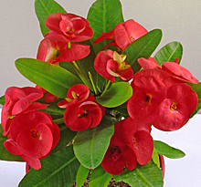 Euphorbia Rolita rouge