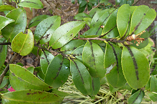 Fumagine Camelia Mioulane PhotogreenP1070309