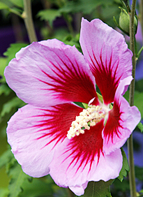 Hibiscus syriacus Purple Pillar Mioulane MAP NPM 90160097