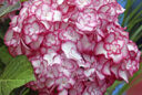 Hortensia Mis Saori Mioulane MAP NPM 719515475