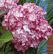 Hortensia Mis Saori Mioulane MAP NPM 719515475