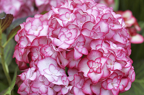 Hortensia Mis Saori Mioulane MAP NPM 719515477