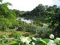 Jardin botanique Singapour