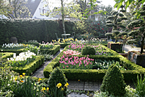 Jardin printemps Buis Tulipe Mioulane MAP NPM 84977149