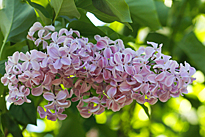 Lilas Audrey Mioulane MAP NPM 914379508