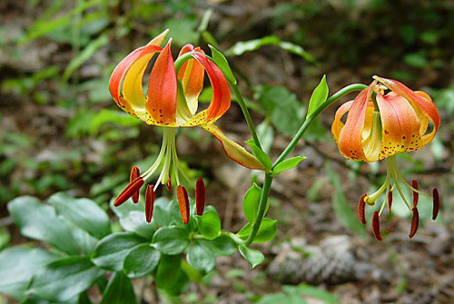 Lilium michauxii plant