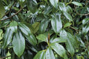 Magnolia feuillage MAP ADE GIP0106746