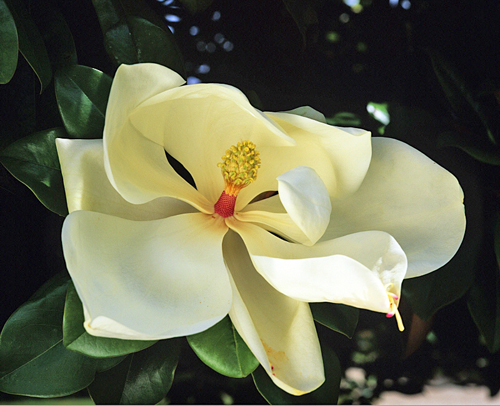 Magnolia grandiflora MAP ADE GIP0045631