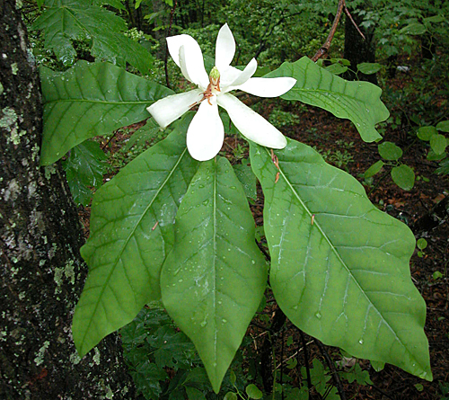 Magnolia macrophylla flower2