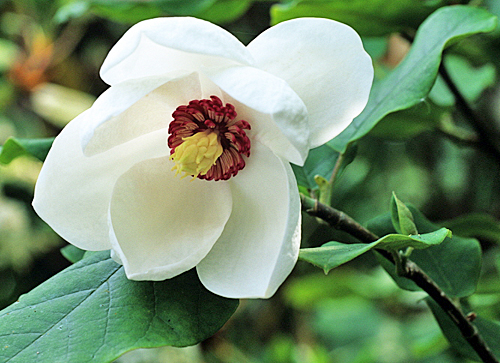 Magnolia sieboldii MAP ADE GIP0083613