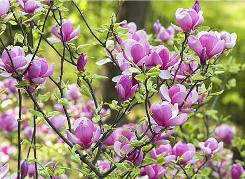 Magnolia soulangeana Rustica Rubra MAP ADE 100601009