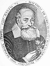 Mathias de Lobel