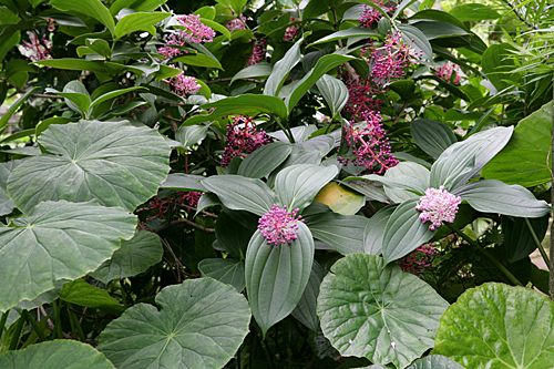 Medinilla magnifica Jardin tropical Mioulane MAP NPM 081007119