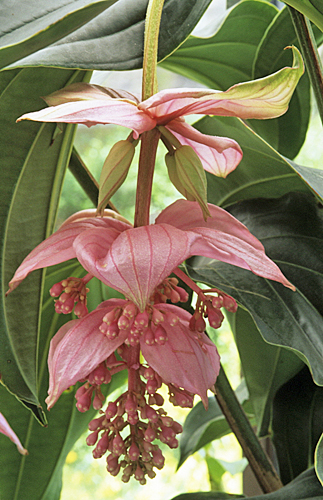 Medinilla magnifica Mioulane MAP NPM GIP0097314