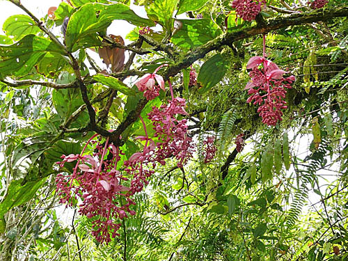 Medinilla magnifica biotope Philippines
