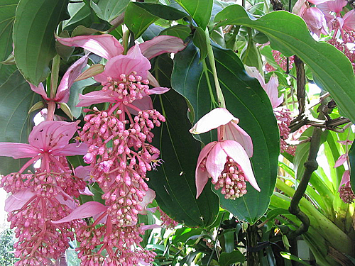 Medinilla magnifica floraison