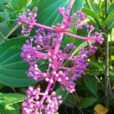 Medinilla magnifica inflorescence bouton