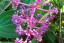 Medinilla magnifica inflorescence bouton