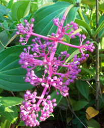 Medinilla magnifica inflorescence bouton