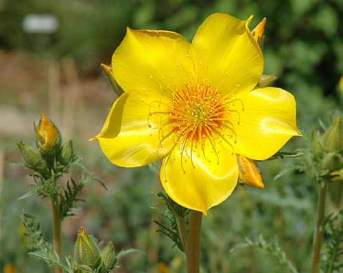 Mentzelia Lindleyi