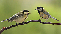 Mesange charbonniere parus major.jpg