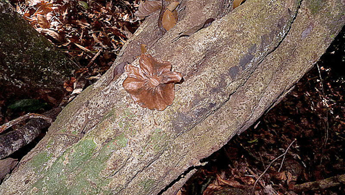 Mezia sp. Malpighiaceae