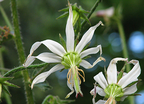 Michauxia Campanuloides m