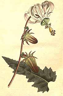 Michauxia campanuloides