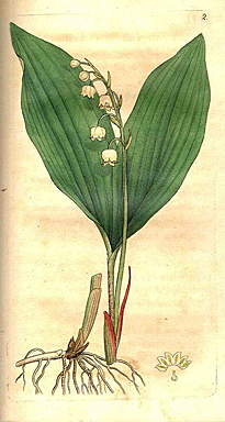 Muguet Flora Bedfordensis