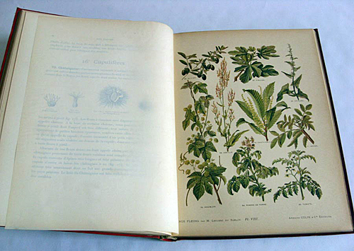 Nos fleurs Leclers du Sablon