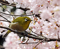 Oiseau cerisier fleur