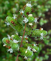 Origanum majorana