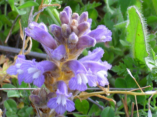 Orobanche ramosa subsp. mutelii