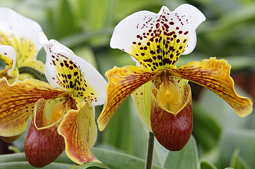 Paphiopedilum Andre le Notre Mioulane MAP NPM 914371267