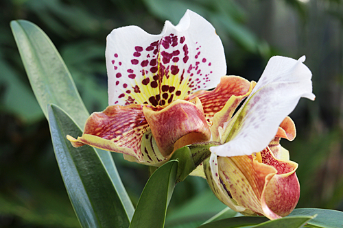 Paphiopedilum Mioulane MAP NPM 914379041