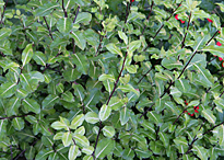 Pittosporum tenuifolium Mioulane MAP XY7S9243