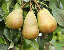 Poirier fruits