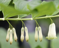 Polygonatum biflorum Mioulane MAP NPM 850394806