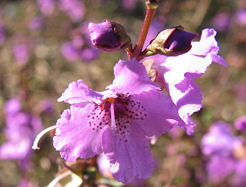 Prostanthera galbraithiae