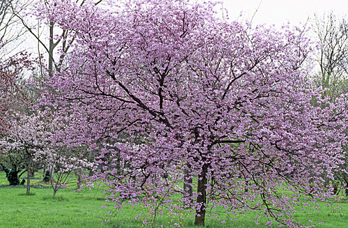 Prunus Accolade MAP ADE GIP150224011