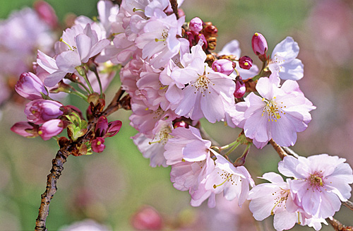 Prunus Accolade MAP ADE GIP150224012