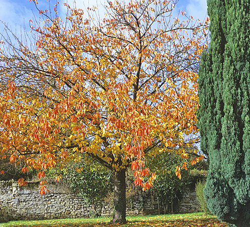 Prunus Accolade automne MAP ADE GIP150224017