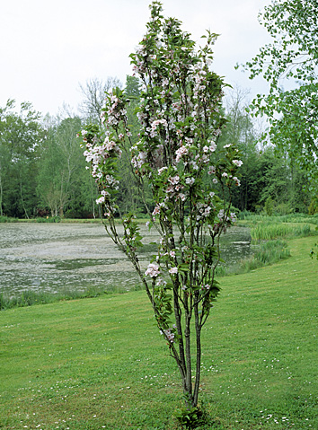 Prunus Amanogawa Mioulane MAP NPM GIP150225006