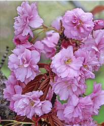 Prunus Kanzan MAP ADE GIP0003623