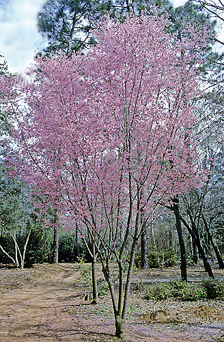 Prunus Okame MAP ADE GIP150224015