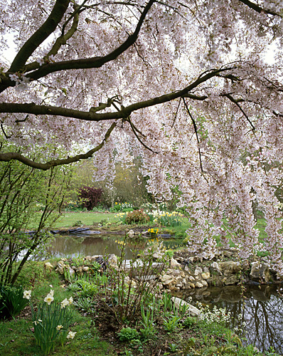 Prunus pendula MAP ADE GIP0029296