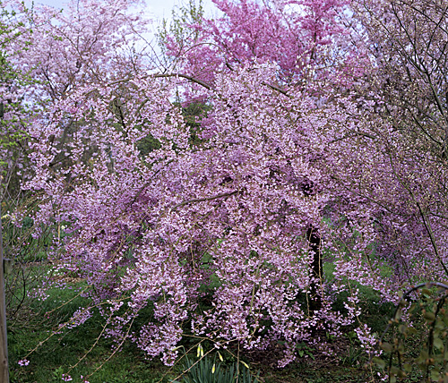 Prunus pendula MAP ADE GIP150224018