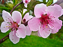 Prunus persica