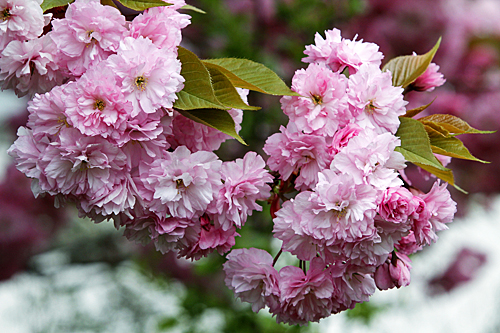 Prunus serrulata Kanzan Mioulane MAP NPM 90290629